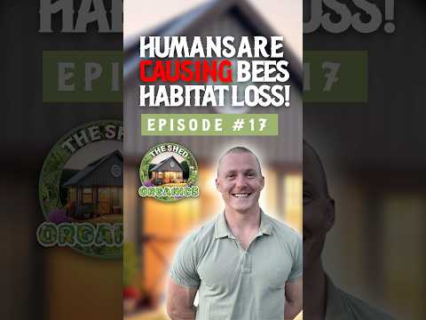 Are we responsible? #bees #nativebees #garden #pollinators #honey #pollination #bee #stinglessbee