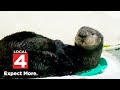 Detroit Zoo Needs Help Naming Their New Otter