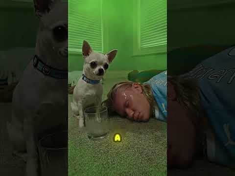 O CACHORRO DESMAIOU TODO MUNDO! 💨😂