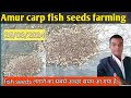 Amur carp fish seeds farming | fish farming in India | fish farming | #fishfarming