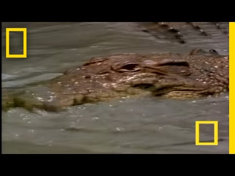 Cocodrilos enamorados | National Geographic