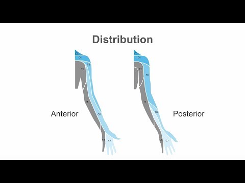 Performing an ultrasound guided interscalene brachial plexus block