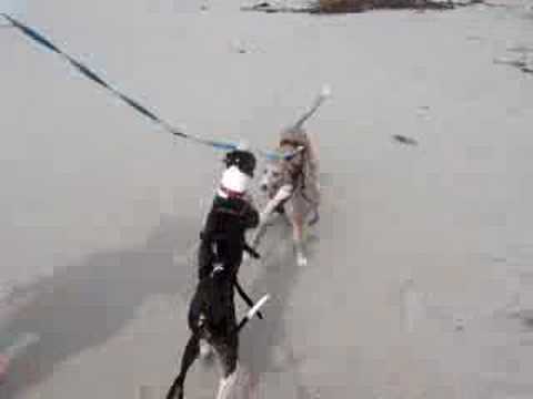 Sufi & Nitro playing on the beach