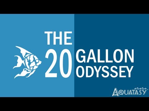Aquatasy - The 20 Gallon Odyssey