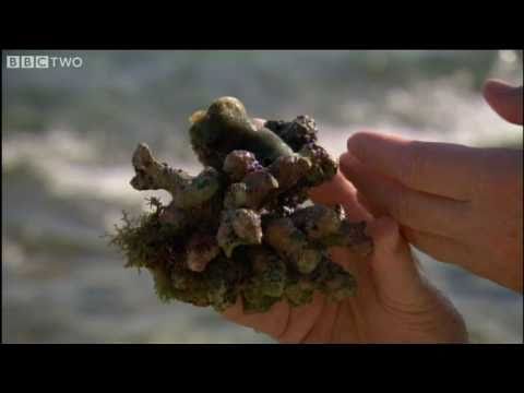 A Living Fossil - David Attenborough's First Life - BBC