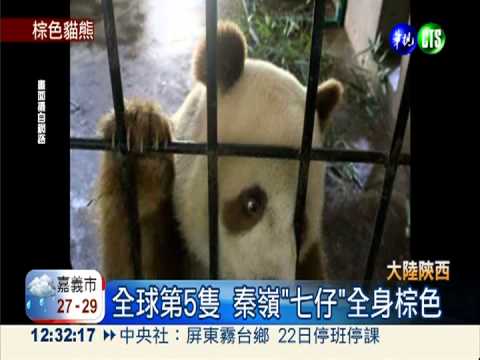 基因突變?! 陜西赫現棕色貓熊