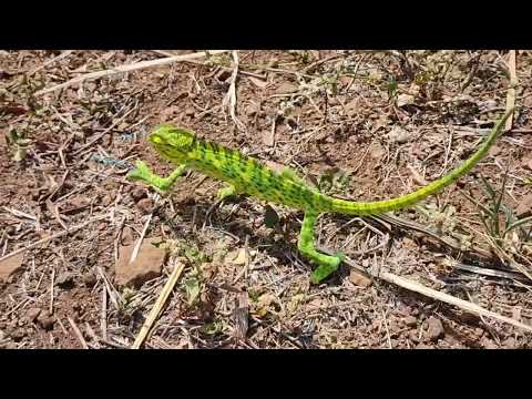 Beautiful Footage: Chameleons Are Amazing , Amazing Color Change of Chameleon