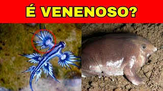 19 Animais Exóticos Que Você Nunca Viu Antes