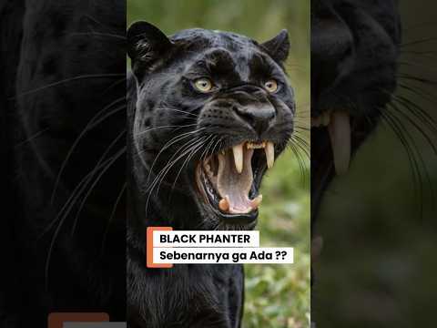 HEWAN INI GAK ADA! Inilah Black Panther yang Sebenarnya !?