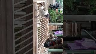 Download lagu Burung Kutilang Dada Hitam Yang langka mp3