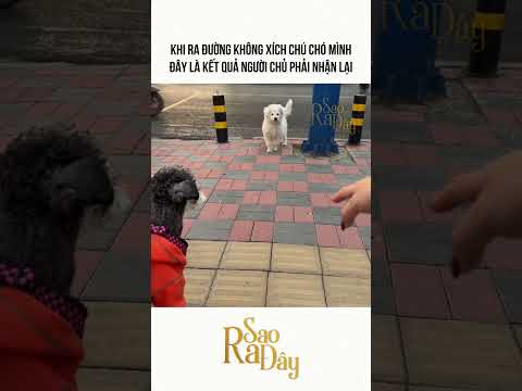 KHI RA ĐƯỜNG KHÔNG XÍCH CHÚ CHÓ MÌNH ĐÂY LÀ KẾT QUẢ NGƯỜI CHỦ PHẢI NHẬN LẠI