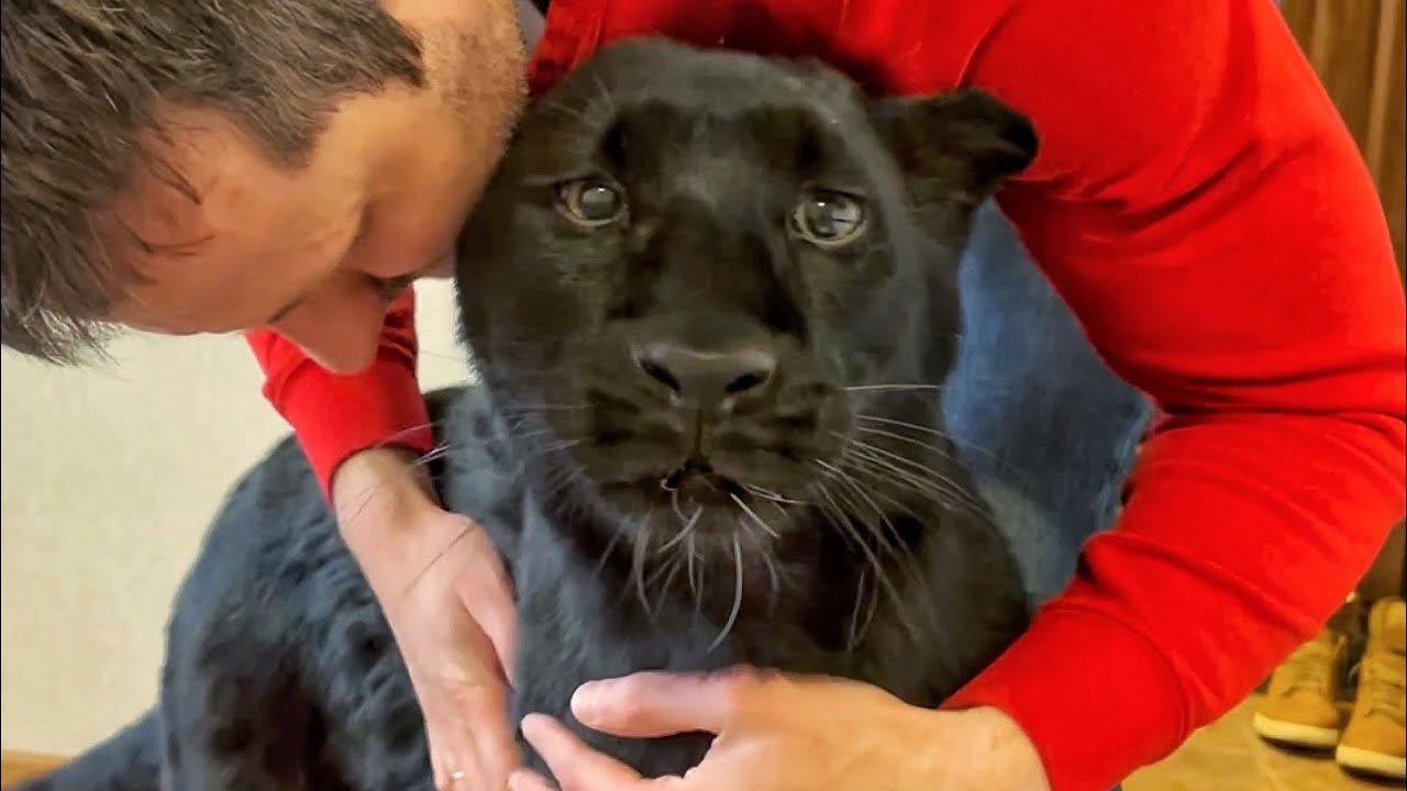 Luna the panther and Venza meet their favorite Vovochka 😸(ENG SUB)