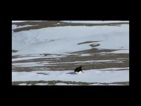 Heading towards certain death - The Penguin