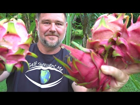8 Tips How to Get MORE Dragon Fruit Pitaya
