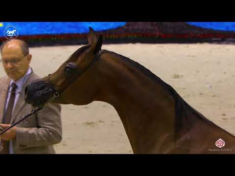 N 76 AJ SAWARI   Dubai Arabian Horse Show 2020   Mares 7 9 Years Old Class 6