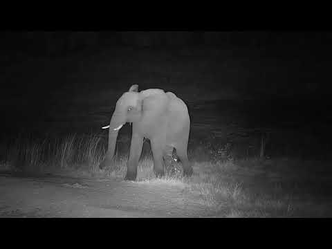 Djuma: Lone Elephant makes it's way to the pan for a drink  - 17:56 - 05/03/19