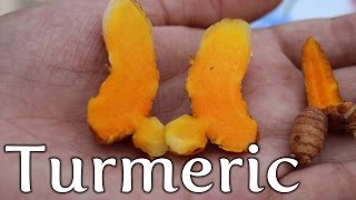 How to Grow Turmeric in Container - Terrace Garden