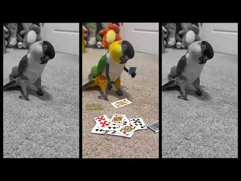 🃏 UNBEATABLE 🃏