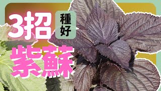 一不小心就紫蘇自由了，種好紫蘇的3個重點| How to grow Purple Perilla |《葛斯怎麼種》57