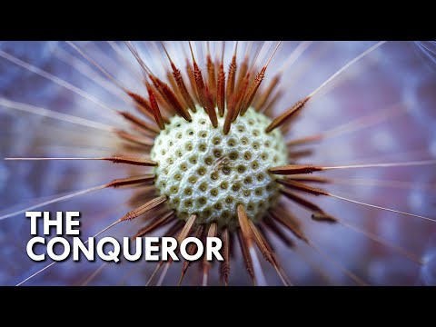 Dandelion: The Plant That Conquered The World