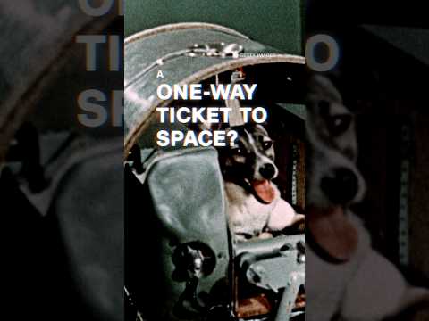 A stray dog made it to space, but a tragedy unfolded