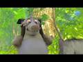 Over The Hedge DVD UK Trailer 2006