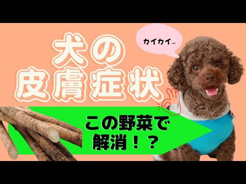 ガスのある犬 - 自然療法