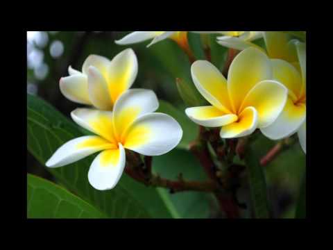 Aitutaki 4 - Darling I Love You..