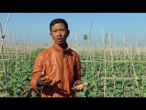 Watch Why is it important to become a member of Myanmar Melon Producer & Exporter Association? on YouTube