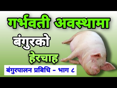 गर्भवती अवस्थामा बंगुरकाे हेरचाह । Care Tips  For Pregnant Pig । AgroDev Nepal