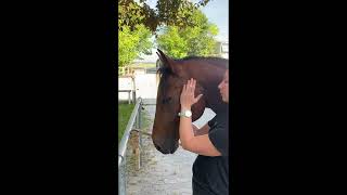 Vet-Taping: Faszientaping und Faszienrolle