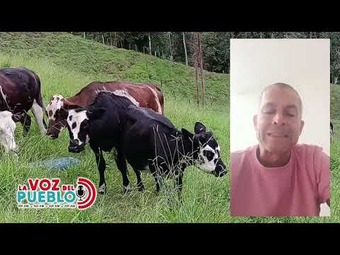 "Nos estafó y se escuda en ser juez": ganadero denuncia millonaria deuda en el Tolima