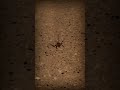 SPIDERS  OZZY OSBORNE 🕷 🕸 🕷 🕸
