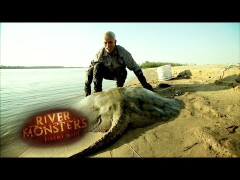 A Monstruous & Mortally Dangerous Stingray | STINGRAY | River Monsters