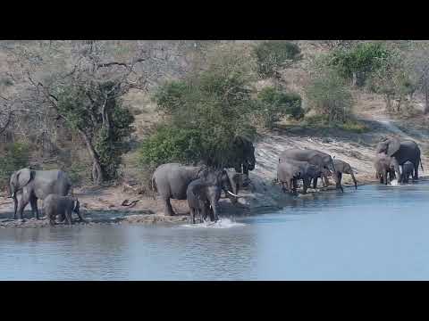 Djuma: Elephant herd gets quick drink at the dam - 15:45 - 08/22/2023