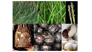 Download lagu Mã thầy, Heleocharis plantaginea mp3 Download lagu Mã thầy, Heleocharis plantaginea mp3