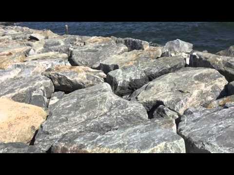 Strymon Ocean Sounds By Citizen Lusca (Nic Ellis)