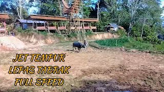 Download lagu Tedong Silaga Rem Blong / Adu Kerbau / chọi trâu / Buffalo Fight mp3