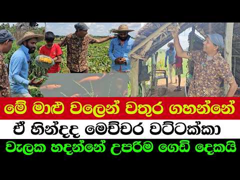 Pumpkin Yield Boosting Secrets Revealed!