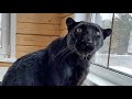 Funny and cute panther Luna 😸(ENG SUB)