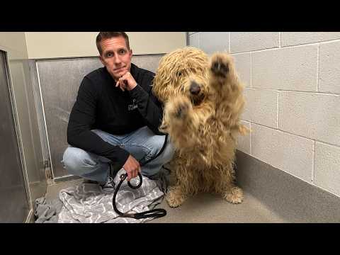 I Guessed This Shelter Dog's Name…Watch His Emotional Reaction 💔