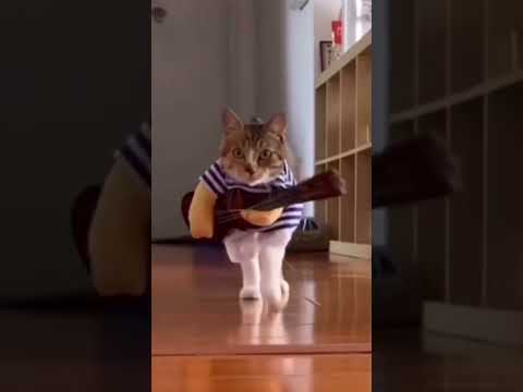 Cat fashion #viralshort@nandkishorsharma626