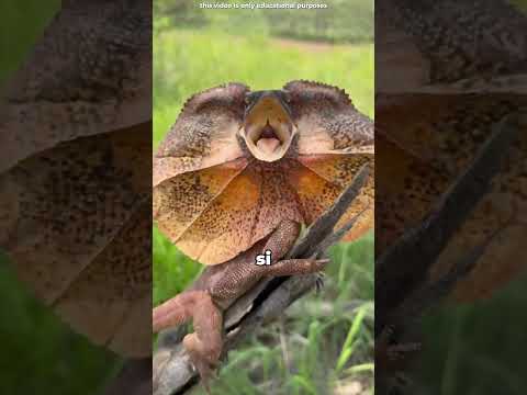 😱🦎 Perché questa lucertola sale sugli esseri umani? La verità vi lascerà senza parole! #shortvideo