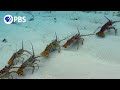 Why Are These Lobsters Doing The Conga