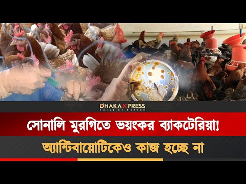 মুরগির মাংসে ভয়ংকর ব্যাকটেরিয়া!