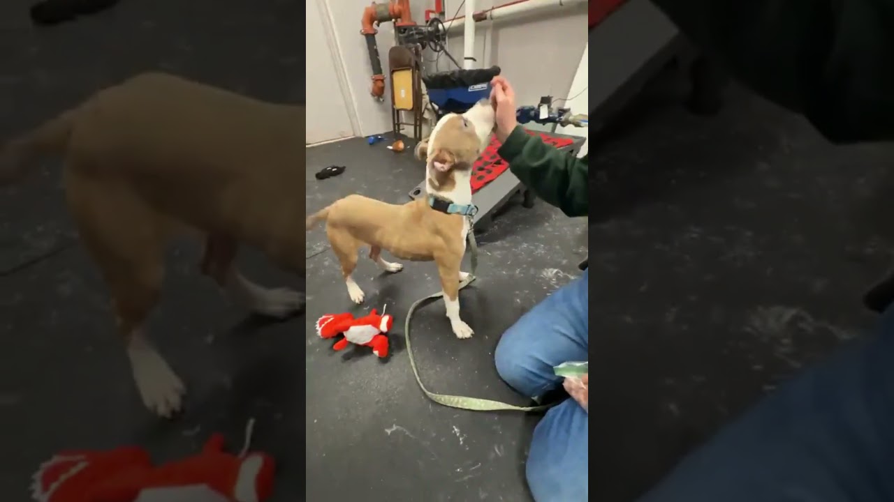 Enlarge Yam-Sweet, outgoing, loving puppy!, an adoptable mixed breed in Oshkosh, WI video 6/6