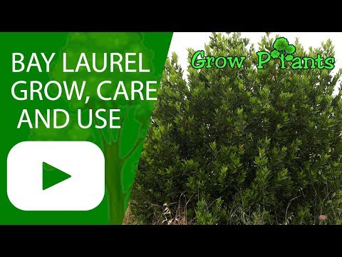 image-Can you grow bay laurel in Zone 7?