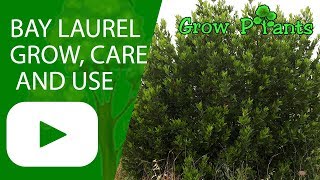 Laurus nobilis - Bay laurel - grow, care and use