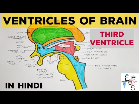 Third Ventricle Anatomy | Ventricles of Brain
