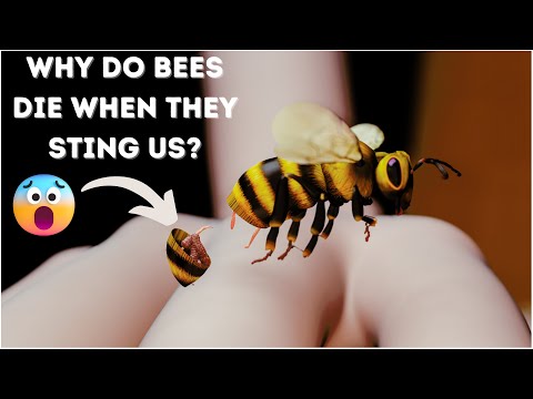 मधुमक्खी इंसान को काटते ही मर जाती है, आखिर क्यों? (3D Animation) #Shorts